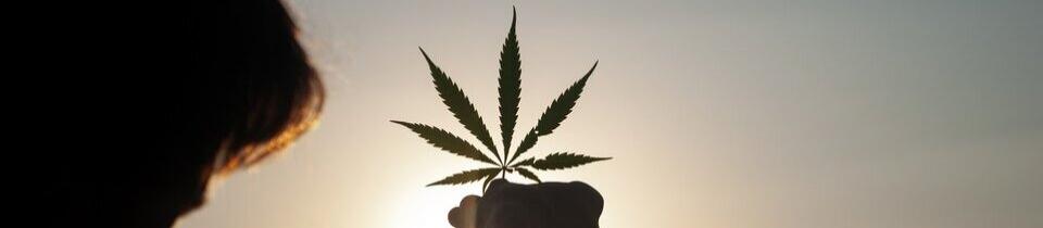 5 Reasons why Hemp is the Future of Sustainability 