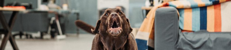 Meet Our Happiness Specialist: Maggie the Dog