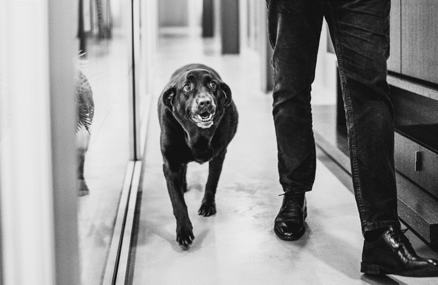 Dog loyally walking with the owner