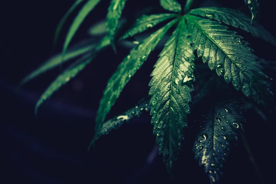 Watering hemp